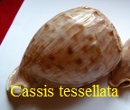 Cassis tessellata, Gmelin 1791