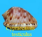 Cypraecassis testiculus testiculus, Linné 1758
