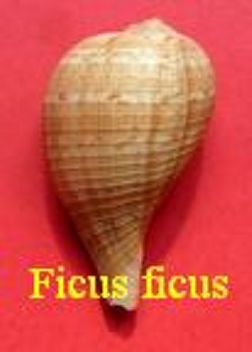 Ficus ficus, Linné 1758 