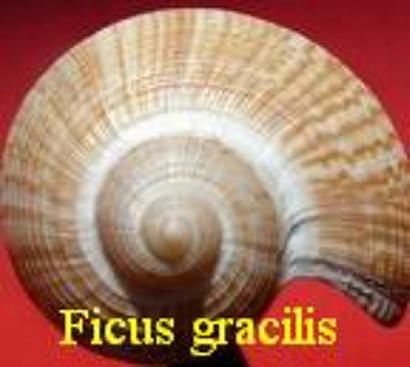 Ficus gracilis, Sowerby 1825