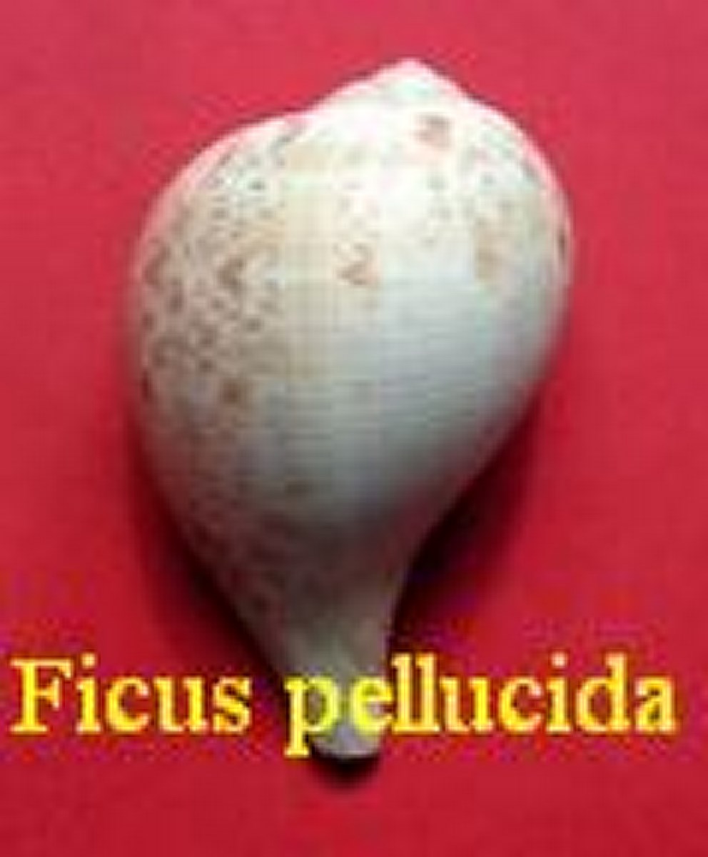 Ficus pellucida, Deshaye 1856