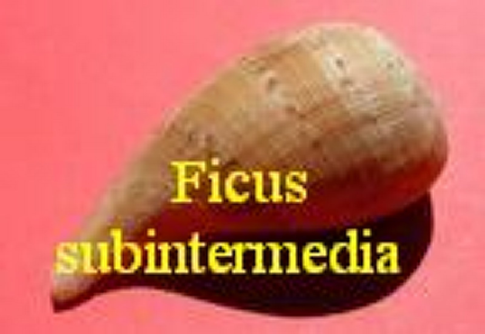 Ficus subintermedia (Orbigny, 1852)