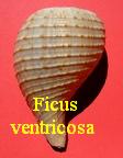 Ficus ventricosa, Sowerby 1825