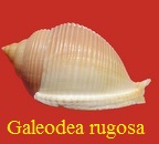 Galeoda rugosa, L 1771