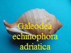 Galeodea echinophora f. adriatica, Coen 1914