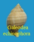 Galeodea echinophora