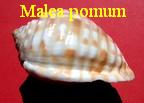 Malea pomum, L. 1758