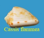 Mini Cassis flammea