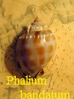 Phalium bandatum, Perry 1811