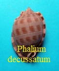 Phalium decussatum, L. 1758