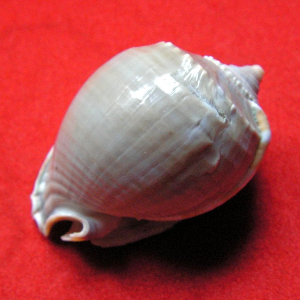 Phalium glaucum - (Linnaeus, 1758) Phalglau13