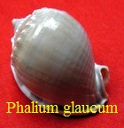Phalium glaucum, Linné 1758