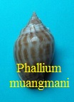Phalium muangmani, Massilia & Prati 1995