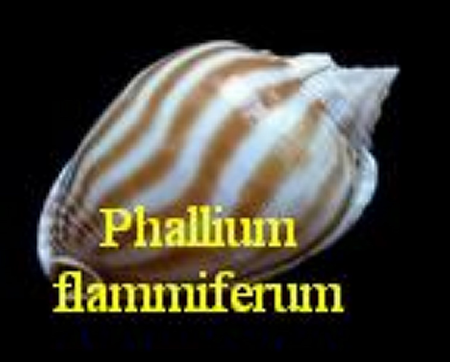 Phalium flammiferum, Roeding 1798