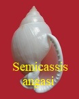 Semicassis angasi, Iredale 1927