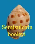 Semicassis bisulcata booleyi, Sowrby III 1900