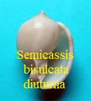 Semicassis bisulcata diuturna, Iredale 1927
