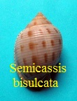 Semicassis bisulcata, Schubert& Wagner 1829
