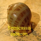 Semicassis saburon, Hwass in Brugiere 1792