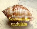 Semicassis undulata, Gmelin 1791