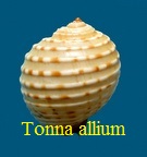 Tonna allium, Dillwyn 1817