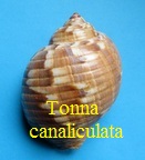 Tonna canaliculata, L. 1758
