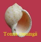 Tonna cumingii, Hanley in Reeve 1849