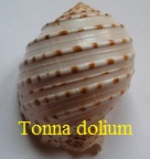 Tonna dolium, Linné 1758