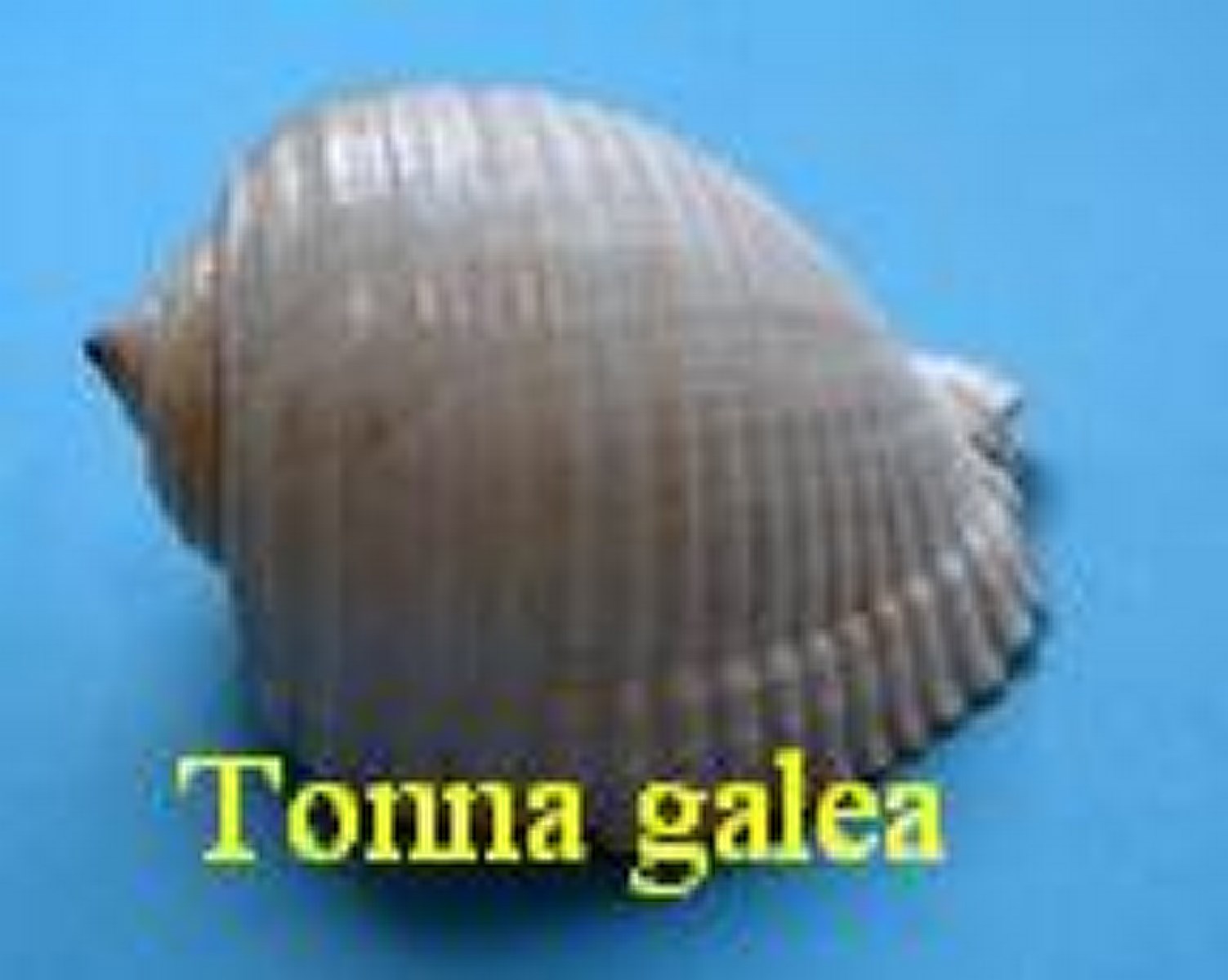 Tonna galea (Menton), L. 1758