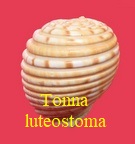 Tonna luteostoma, Küster 1857