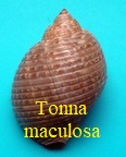 Tonna maculosa, Dillwyn 1817 
