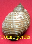 Tonna perdix, Linné 1758
