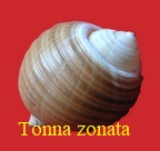 Tonna zonata, Green 1830
