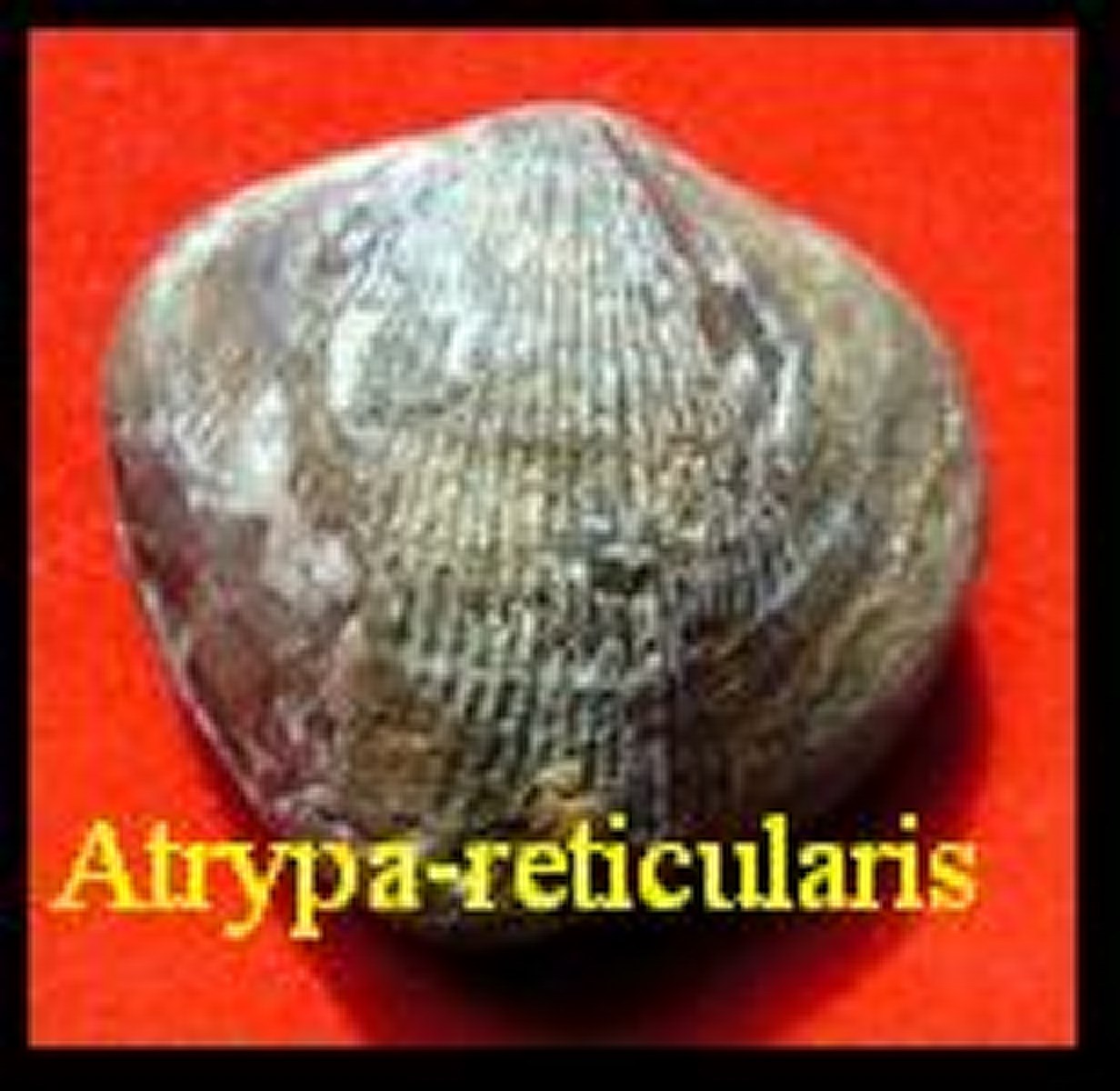  Atrypa-reticularis (brachiopodes), Linné 1758 