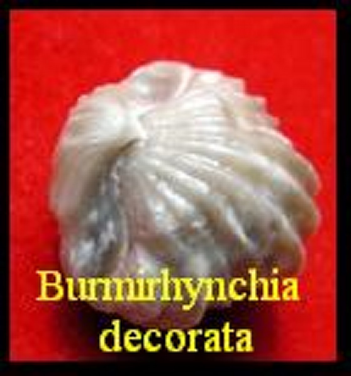  Burmirhynchia-decorata (brachiopodes)