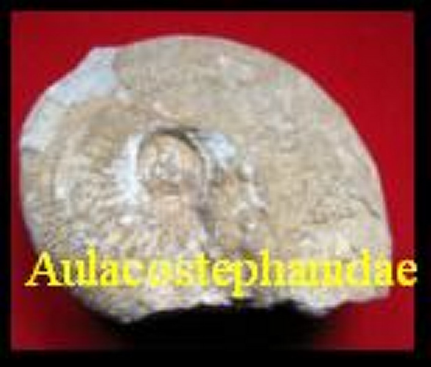 AMMONITE Aulacostephanidae, SPATH 1924 