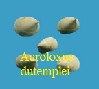 Acroloxus dutemplei, Deshayes 1863