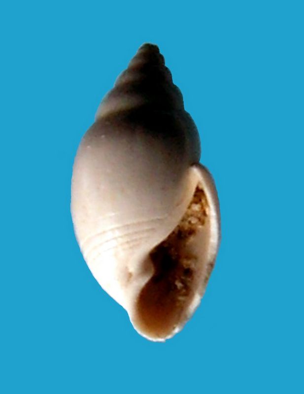 Acteonidae - † Acteon semistriatus (de Ferussac, 1822) - (Mérignac) Actasemi12
