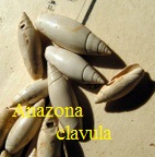 Anazola (Agaronia) clavula, Lamarck 1811
