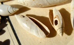 Anazola (Agaronia) clavula, Lamarck 1811