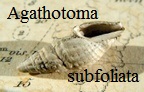Agathotoma subfoliata