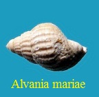 Alvania mariae, d' Orbigny 1852