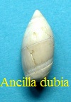 Amalda (Baryspira) dubia, Deshayes 1830