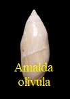 Amalda (Gracilispira) olivula, Lamarck 1802