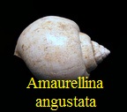 Amaurellina angustata, Grateloup 1827
