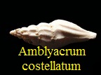 Amblyacrum costellatum, Lamarck 1804