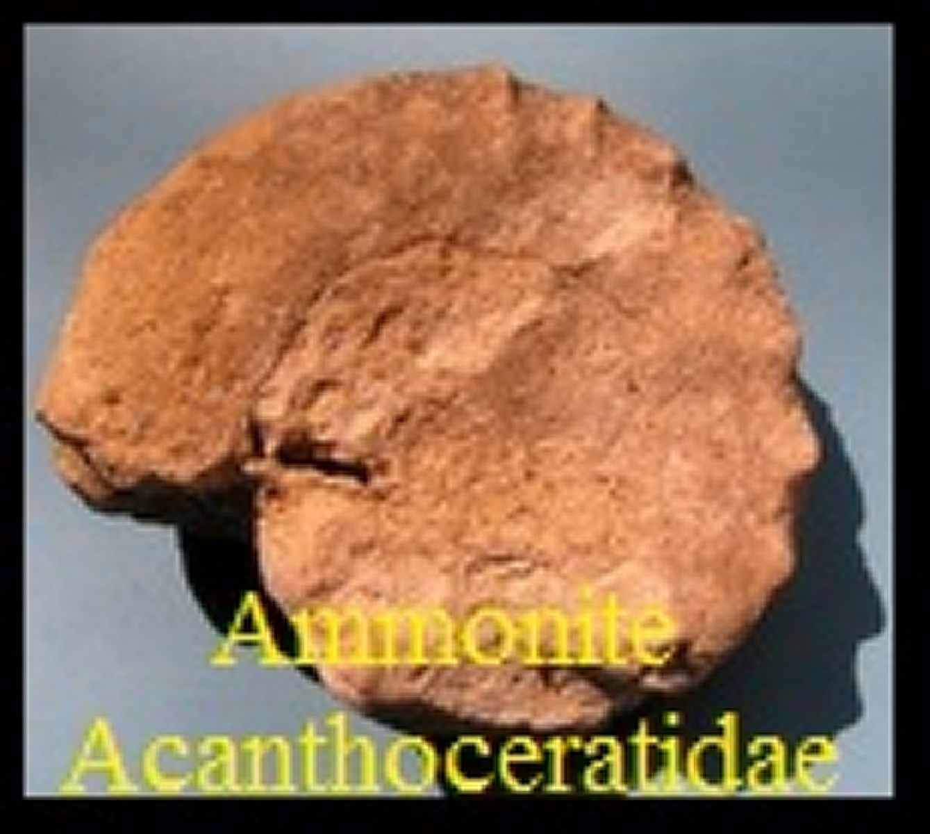Ammonite Acanthoceratidae sp