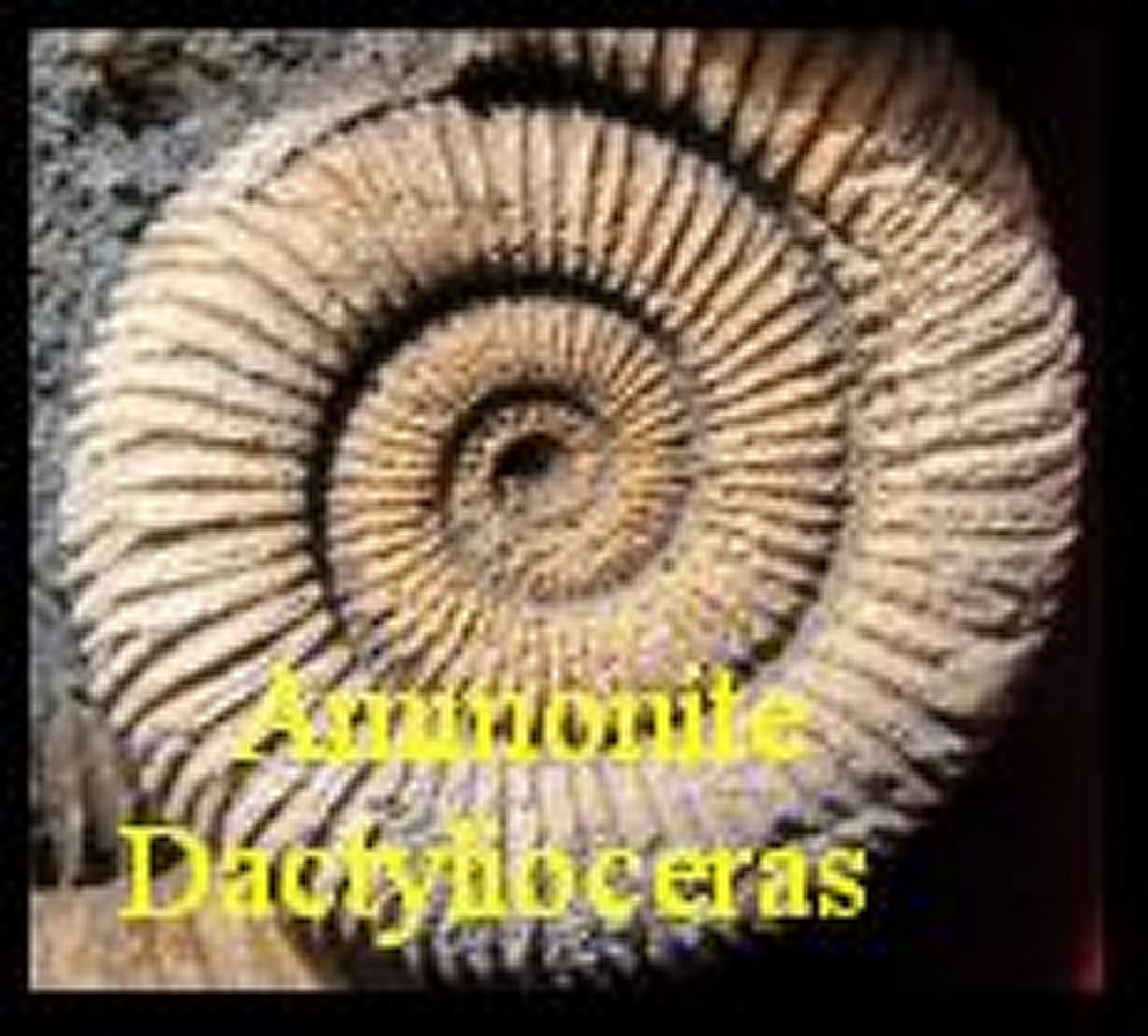 Ammonite Dactylioceras