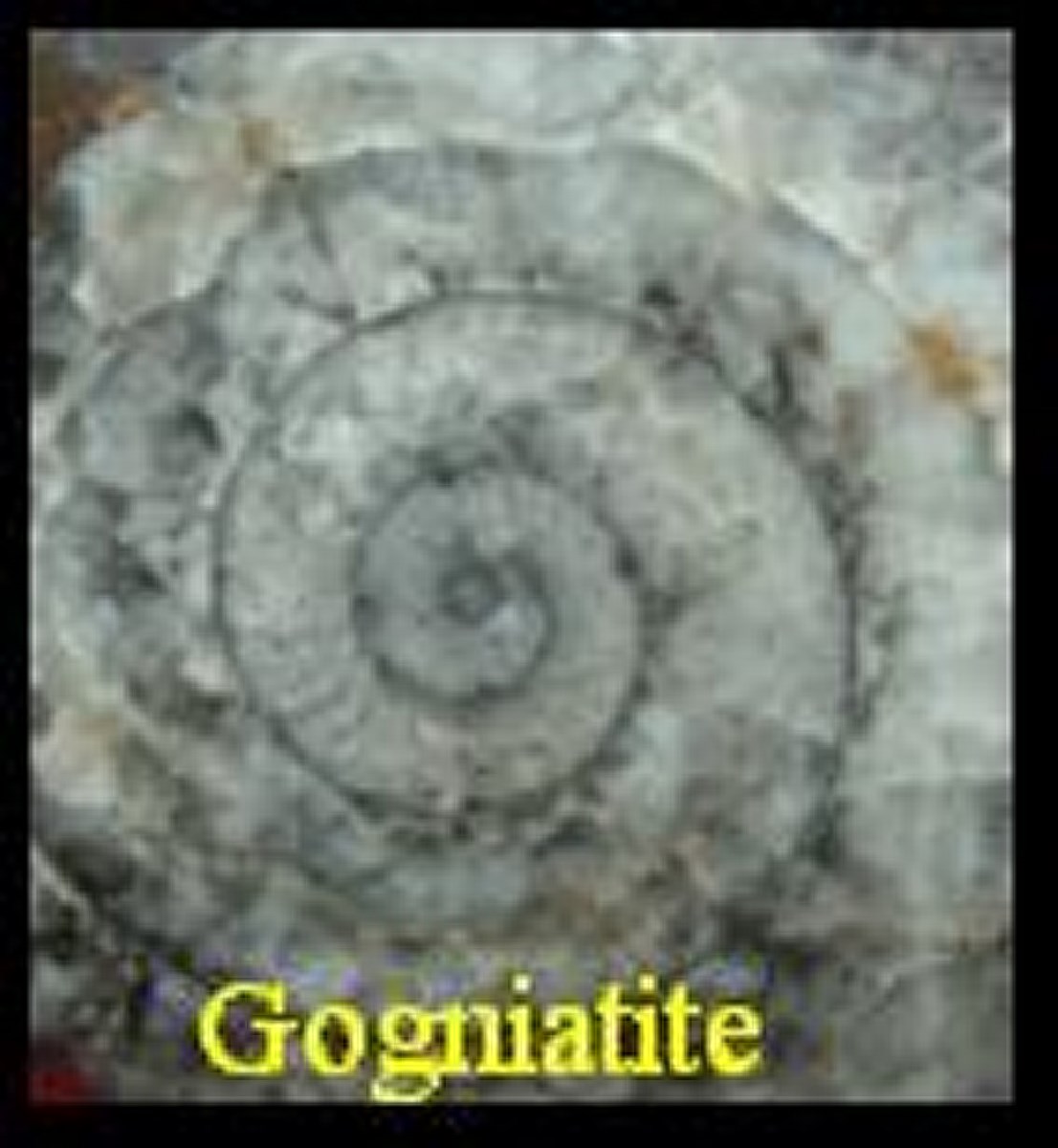 Ammonite Gogniatite d' Erfoud (Maroc) 