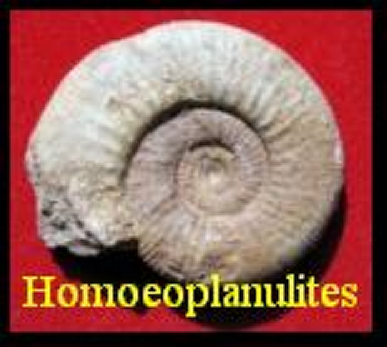 Ammonite Homoeoplanulites 